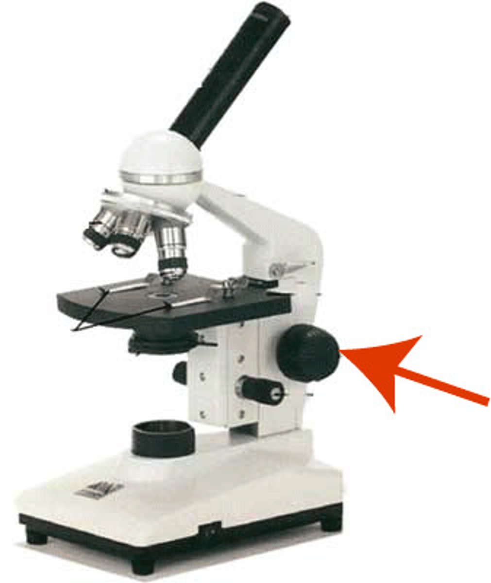 <p>A twistable wheel that adjusts the focus of an object by changing the height of the microscope stage</p>