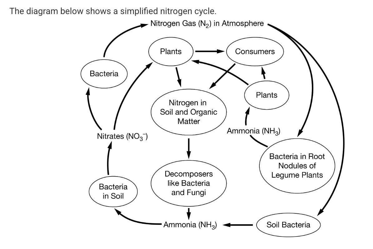 <p><span>What processes is illustrated by the downward arrows from the atmosphere that show the conversion of nitrogen gas into usable forms available to producers?</span></p>