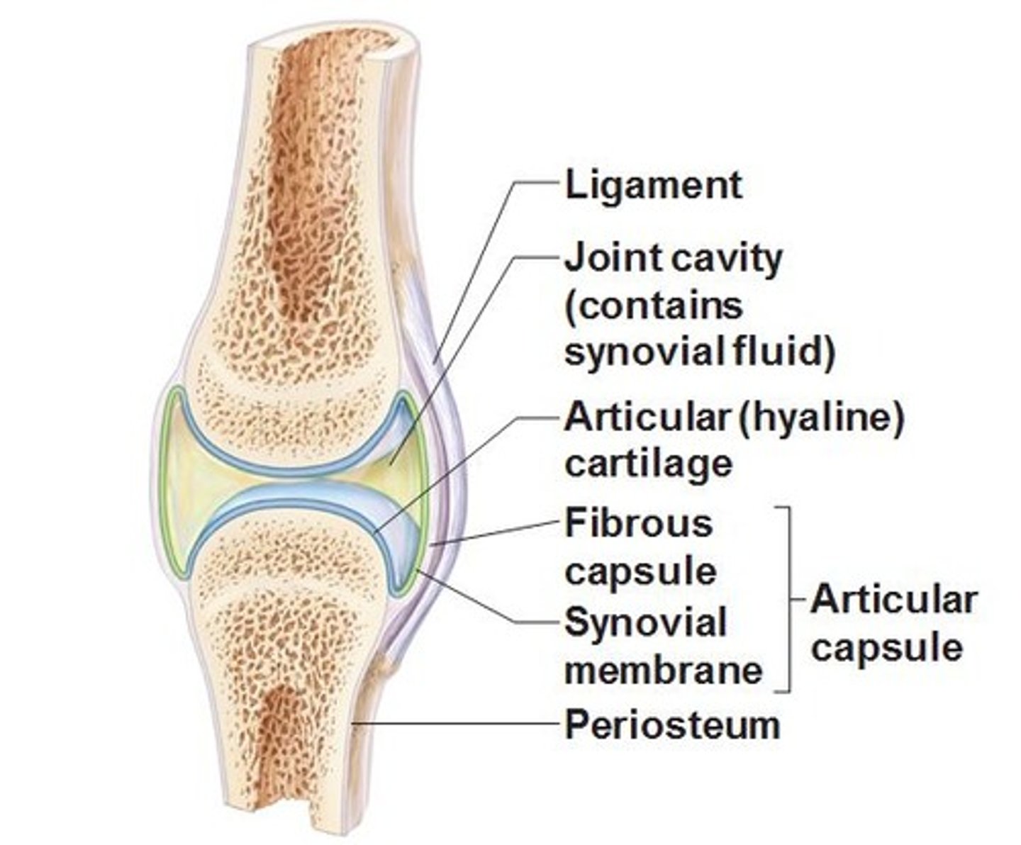 <p>space between bones at a synovial joint</p>
