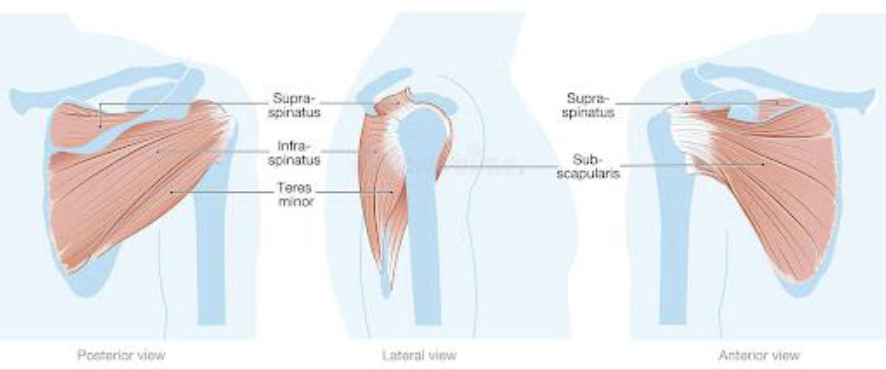 <p>Shoulder external rotation</p>