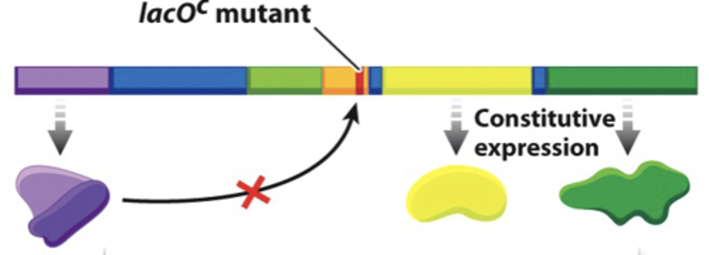 <p>results in constitutive expression of lac operon and repressor can't bind</p>