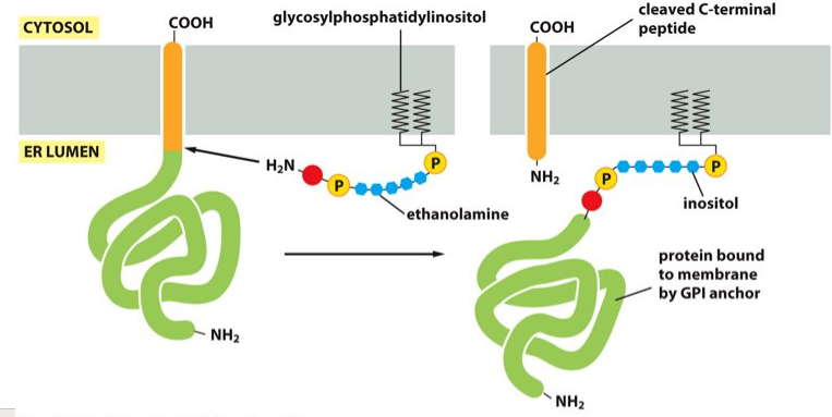 <p>plasma membrane</p>