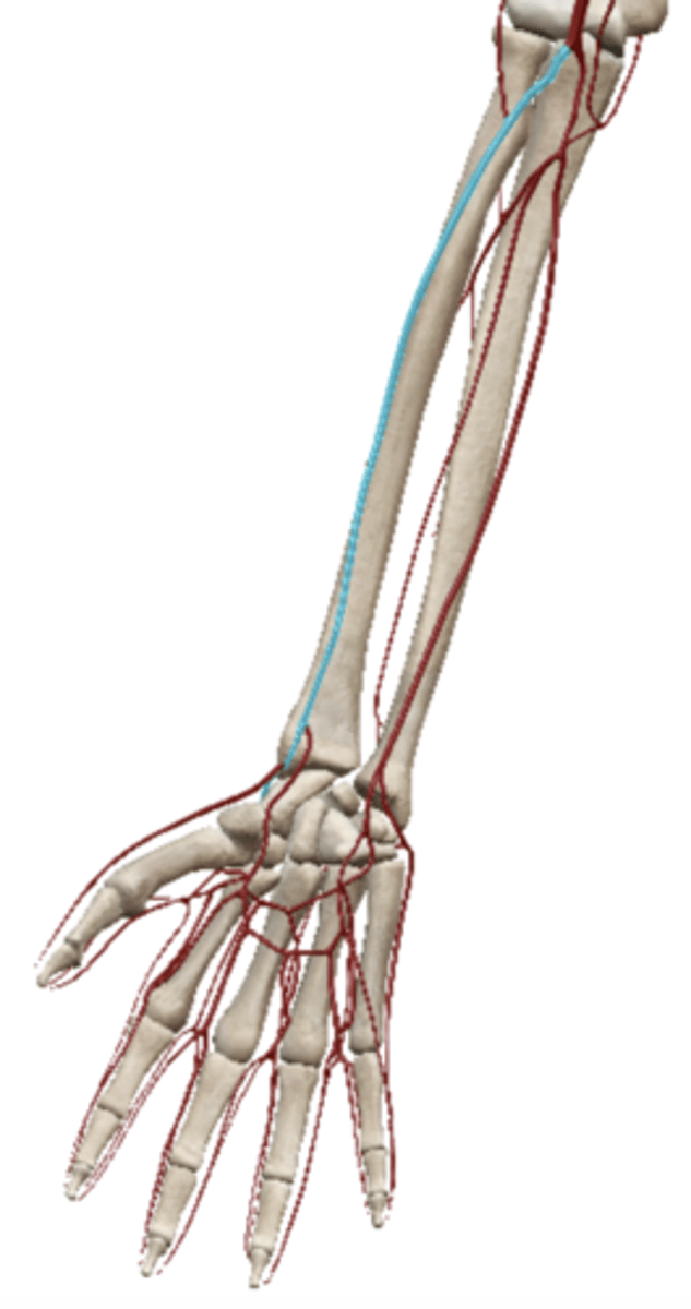 <p>Name this vein.</p>
