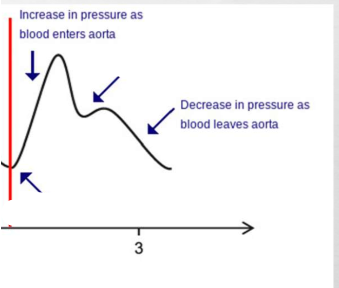<p>what is occurring at these blanks and what do they signify </p><p>signify.. start of what cycle</p><p>and the end of what</p>