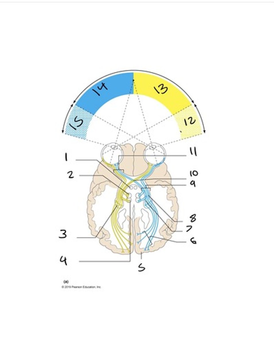 <p>In the case of vision, those optic nerve fibers that project from one eye to the same side of the brain.</p>