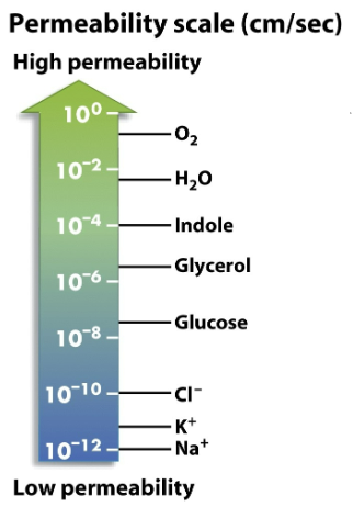 <p>Which chemical is a million-fold more likely than Na+ to cross a lipid bilayer? a) Cl- b) Glucose c) Glycerol d) Indole</p>