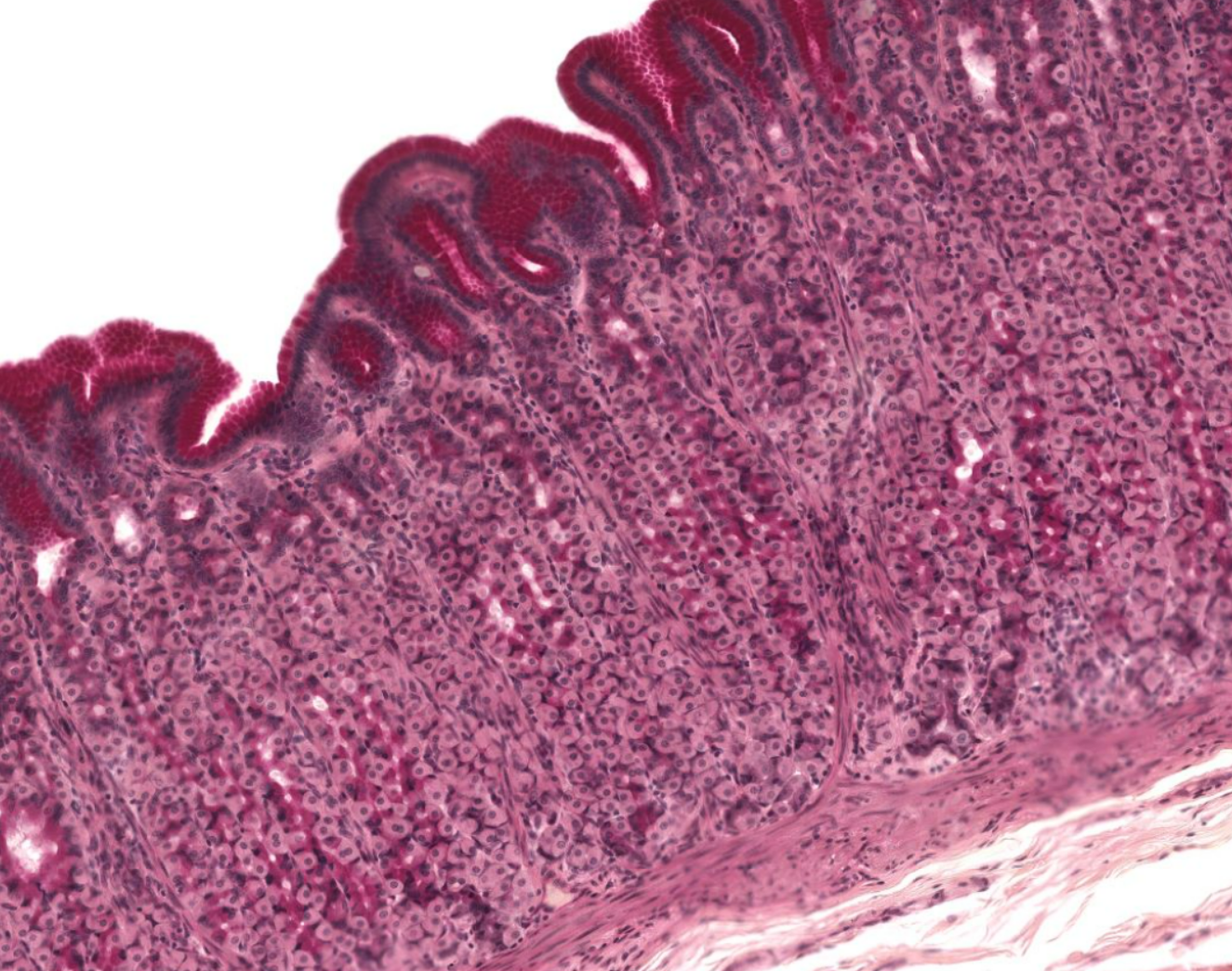 <p>Organ?</p><p>Pink cells?</p><p>Dark purple cells below pink ones? (difficult to see here)</p>