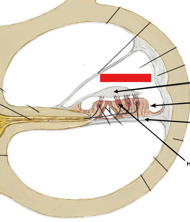 <p>Which part of the ear is:</p><ul><li><p>Inside cochlea</p></li><li><p>middle soft duct</p></li></ul><p></p>