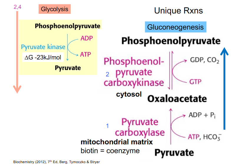 <p>- phosphoenolpyruvate carboxy kinase</p><p>- Converts oxaloacetate thats now within the cytosol to phosphoenolpyruvate (requires GTP)</p><p>- we go from 4 carbon OAA to 3 carbon phosphoenolpyruvate (we've cleaved off that carbon that we added in the mitochondria</p><p>- remember that both of these enzymes are reversing this irreversible step of glycolysis (pyruvate kinase) (large negative delta G, hence irreversible)</p><ul><li><p>PEP is phosphoenolpyruvate</p></li></ul><p></p><p></p><p>.</p><p>The two enzymes that provide an alternative pathway for the pyruvate kinase reaction in gluconeogenesis are pyruvate carboxylase and <strong><mark>phosphoenolpyruvate carboxykinase (PEPCK)</mark></strong>. Pyruvate carboxylase converts pyruvate to oxaloacetate, and then PEPCK converts oxaloacetate to phosphoenolpyruvate, effectively bypassing the irreversible step catalyzed by pyruvate kinase in glycolysis.<span> </span></p><p><strong>Detailed Steps:</strong><span><strong> </strong></span></p><ol><li><p><strong>Pyruvate Carboxylase:</strong></p><p>This enzyme uses ATP to add a carboxyl group to pyruvate, forming oxaloacetate.</p></li><li><p><strong>Phosphoenolpyruvate Carboxykinase (PEPCK):</strong></p><p>This enzyme then converts oxaloacetate into phosphoenolpyruvate (PEP) using GTP.</p></li></ol><p></p>