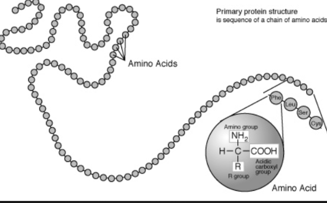 <ul><li><p><span>Unique linear sequence of amino acids in a <strong>polypeptide chain&nbsp;</strong></span></p></li><li><p><span>Changing a single amino acid will alter the overall structure of the protein&nbsp;</span></p></li><li><p><span>Unlimited combos of primary structure, specific to each protein (20 combos for each spot of the chain)</span></p></li></ul><p></p>