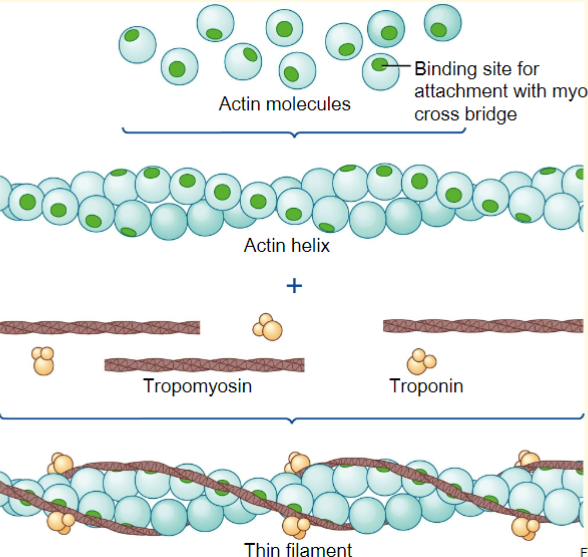 <p><u>-actin</u> = component of thin filaments, binds myosin</p><p><u>tropomyosin</u> = rope covering binding site</p><p><u>troponin</u> = has 3 units, one binds to Ca, which moves tropomyosin and allows myosin to bind to actin → allows muscle contraction</p>