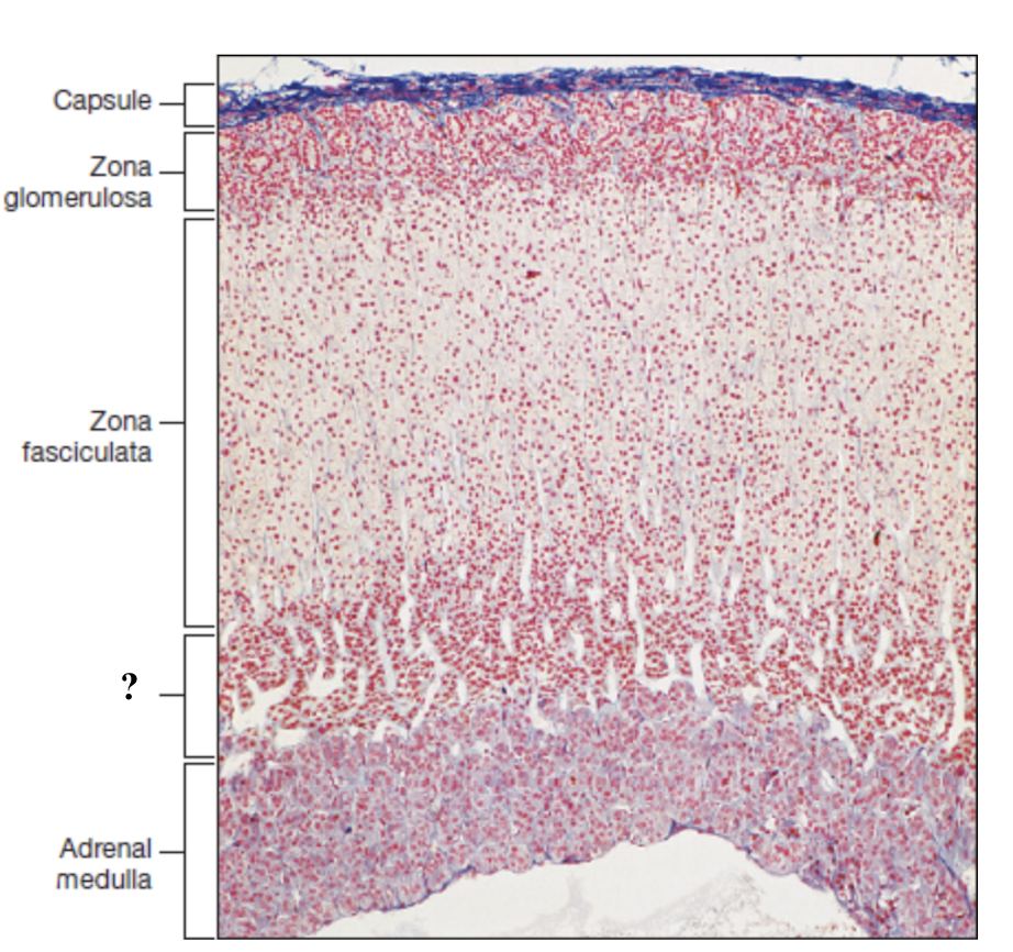 <p>thin inner zone, darkly stained, tightly packed cells in net like pattern</p>
