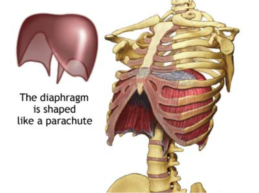 <p>Dome-shaped muscle that separates the thoracic and abdominopelvic cavities.</p>