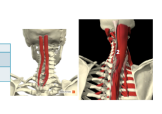 <p><span>mm. Spinales capitis</span></p>