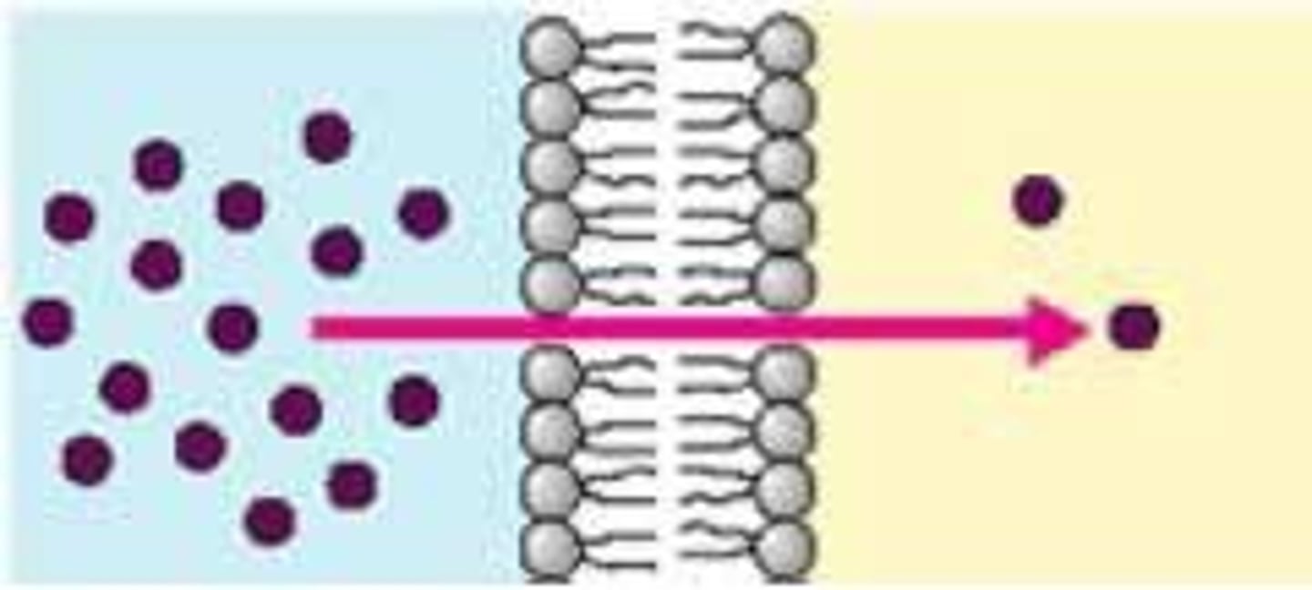 <p>some physical difference between two areas; top of slide vs. bottom of slide (ex: solute concentration)</p><p>- is inherently unstable</p><p>- stores potential energy (in solute position)</p><p>- provides the motivation for substances to cross membranes</p><p>---&gt;&gt;&gt; but movement is only possible if the membrane is permeable</p>