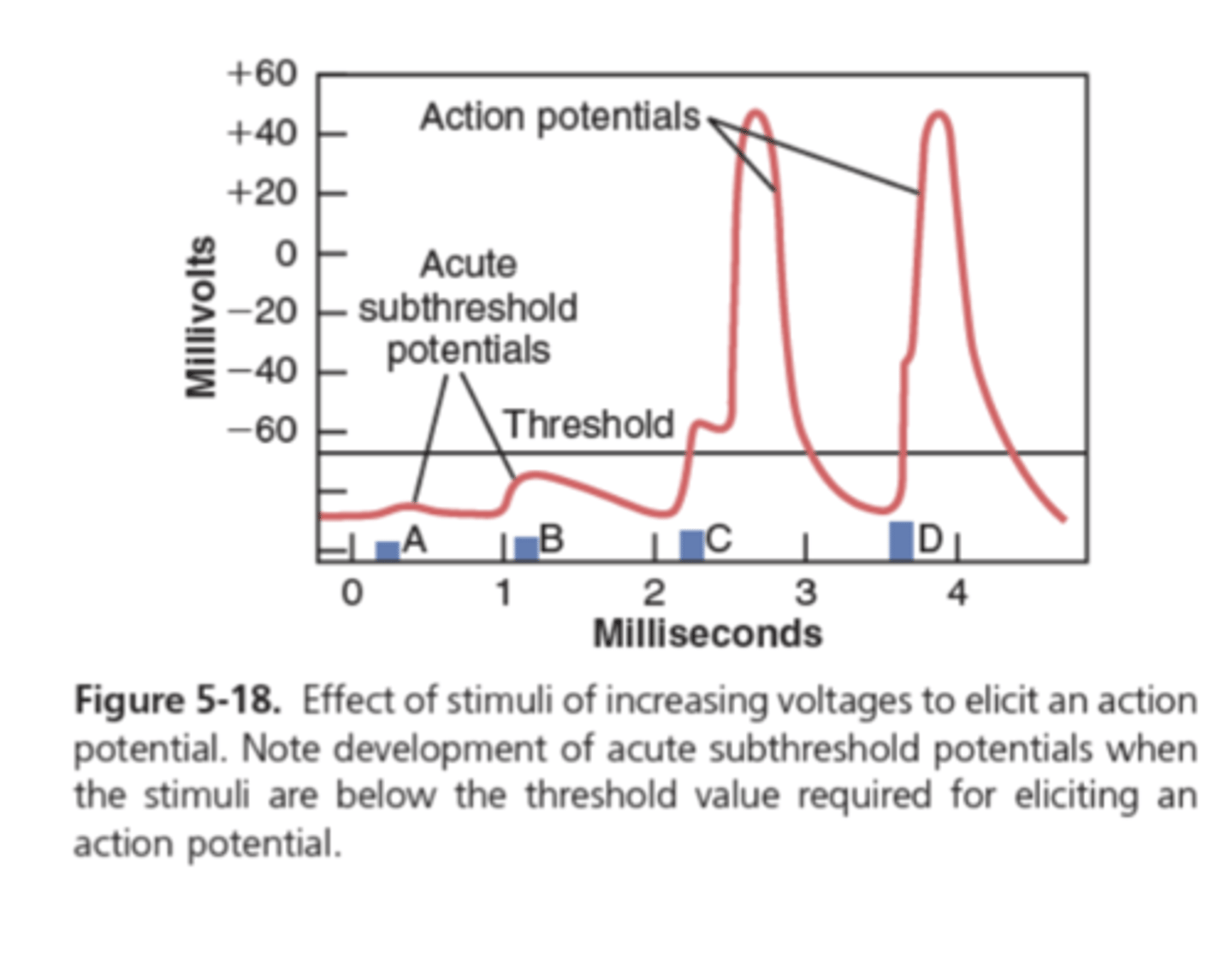 <p>What does a action potential cause? </p>