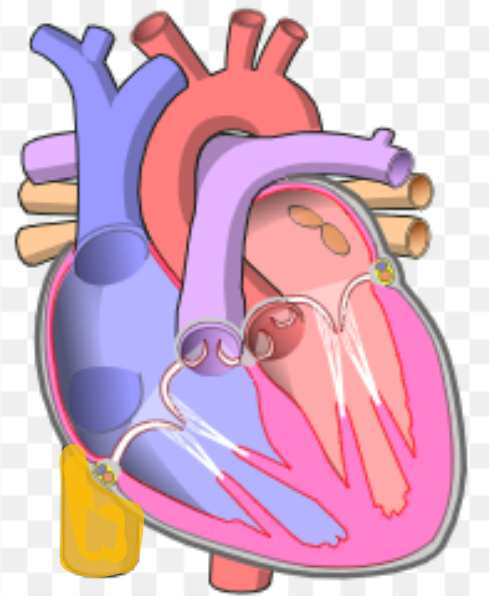 <p>What is the name the highlighted portion of the heart?</p>