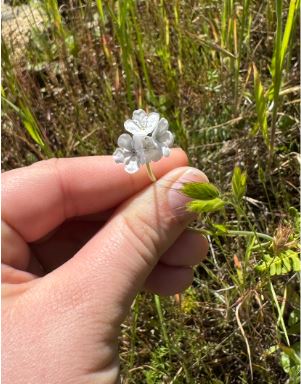 <p>Order: </p><p>Family: </p><p>Genus: </p><p>Species: </p>
