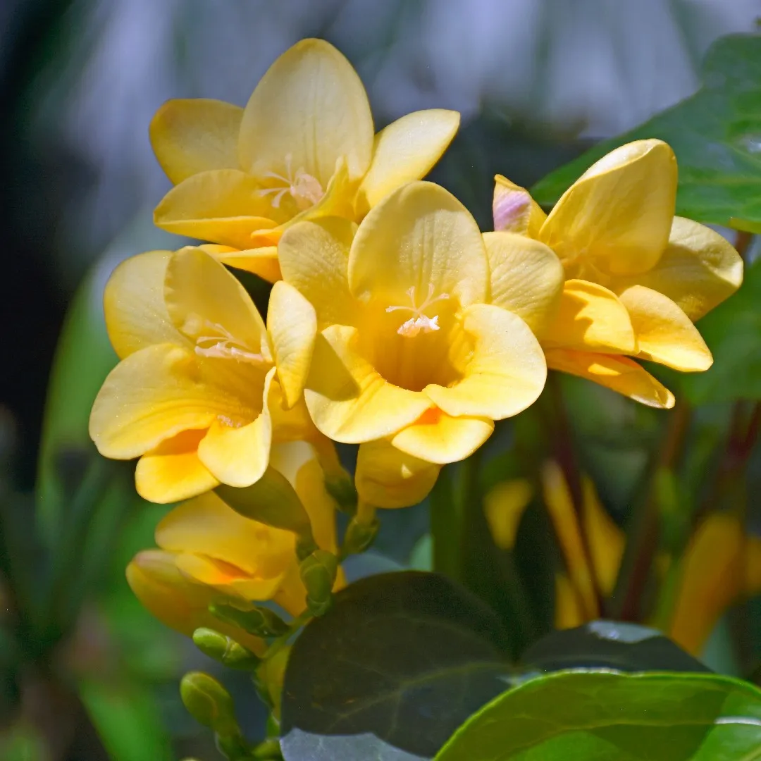 <p>Freesia</p>
