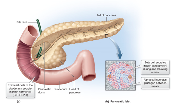 <p>glucagon</p>