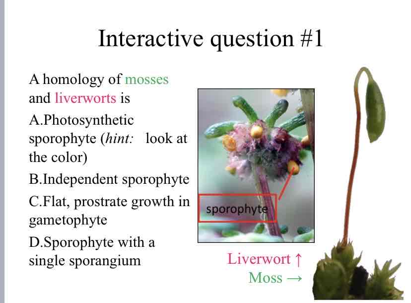 <p>Practice Question (Plant Homologies) - A homology of mosses and liverworts is</p>