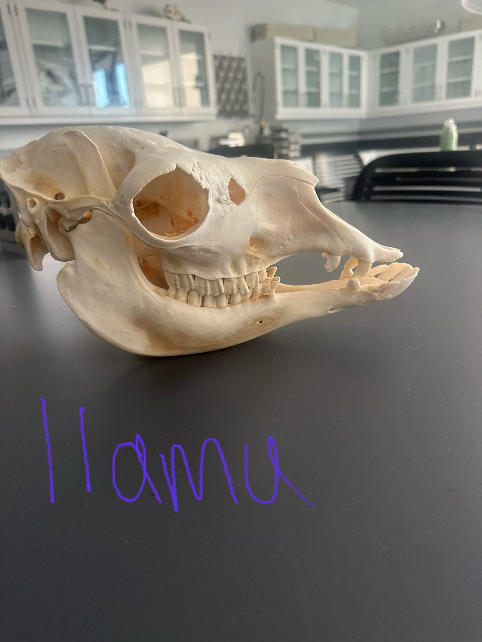 <p>What animal skull is this?</p>