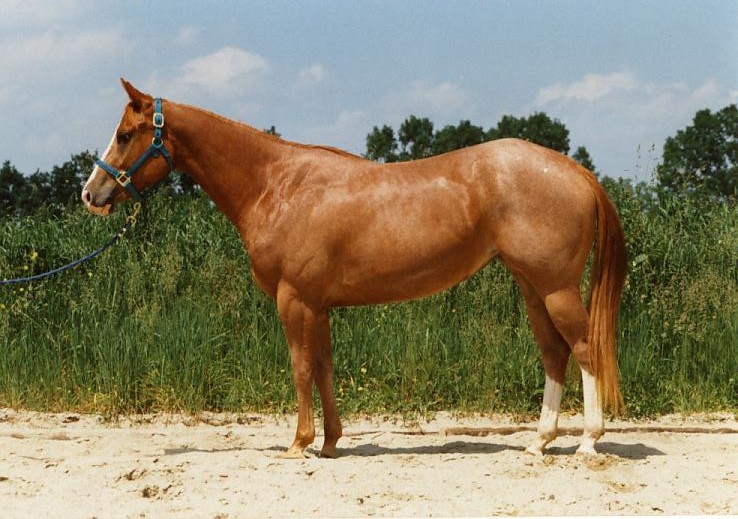 <p>most popular breed worldwide</p>