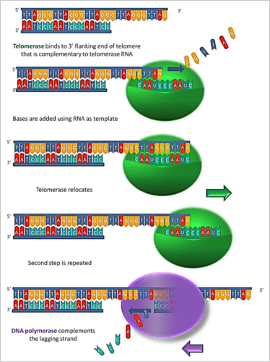 <p>controls the lengthening of telomeres</p><p>unlimited divisions lead to cancer.</p>