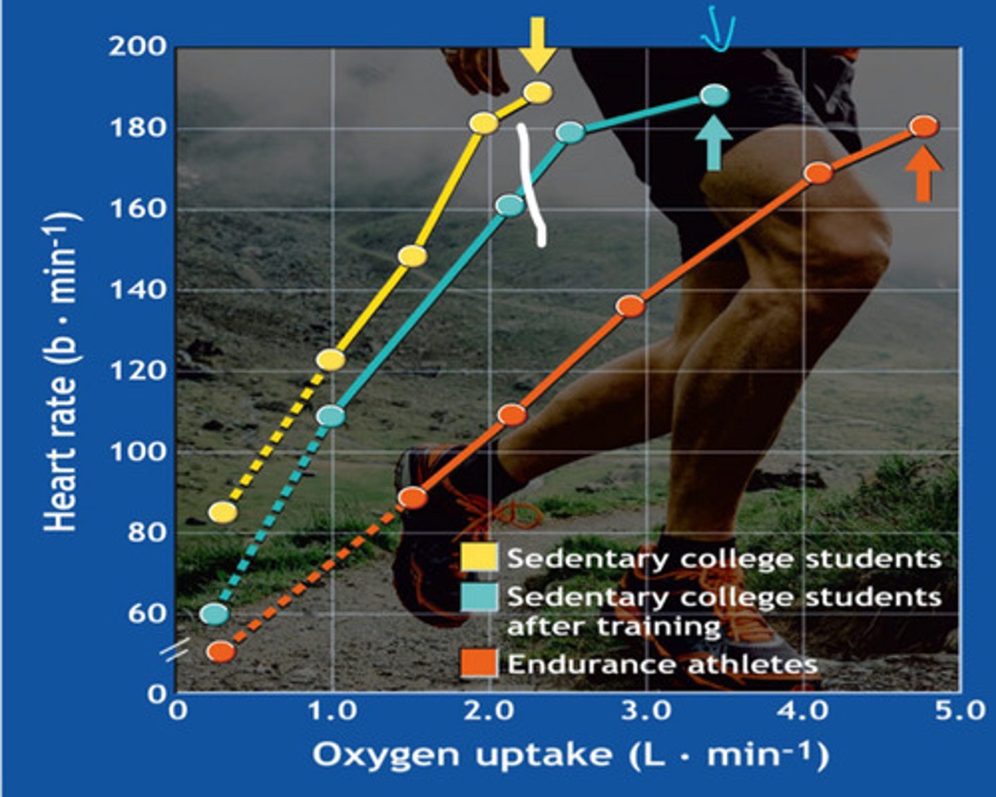 <p>How may this graph look different if the oxygen consumption were relative to the overall VO2 max?</p>