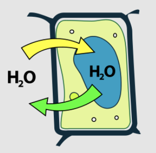 <p>what type of solution is this plant cell in?</p><p>what state is this plant cell in?</p>