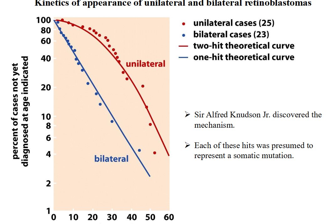 <p><span>Unilateral versus bilateral retinoblastoma</span></p>