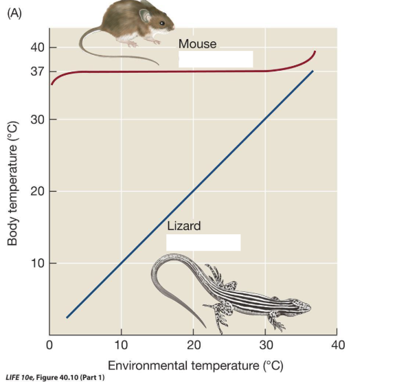 <p><span style="background-color: transparent;">an generate body temp from within (from metabolism)</span></p><ul><li><p><span style="background-color: transparent;"> higher metabolic rate</span></p></li></ul><ul><li><p>requires more calories</p></li><li><p>can lose body heat quickly</p></li><li><p>animals need to stay warm overnight so eat a lot </p></li></ul><p></p>