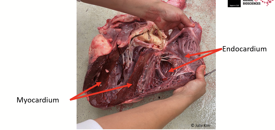 <p>Muscle of the heart. Myocardium is composed of 99% contractile cells that must be stimulated/excited to contract. </p>