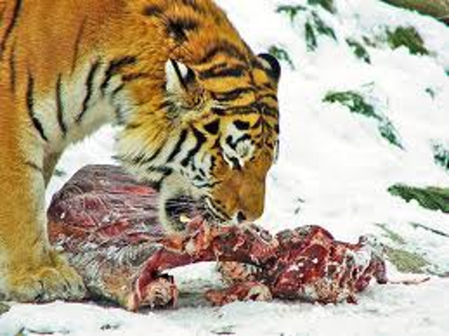 <p>An animal that only eats other animals</p>