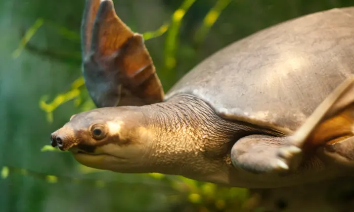 pig nosed turtle (cryptodira)

\

1. elongated nostrils
2. limbs are elongate paddles, clawed
3. has bony carapace with soft skin