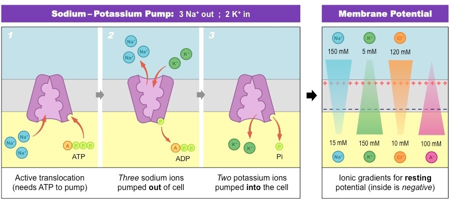 <p>The difference in charge between the inside and outside of the cell when the neuron is at rest. </p><p>The inside is more negative on the outside than the inside (fewer Na<sup>+</sup> outside than K<sup>+</sup> inside). </p><p>The neuron has a resting potential of about <strong>-70 mV</strong>. </p>