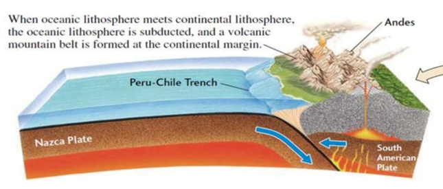 <p><span><span>-</span></span><span style="font-family: "Times New Roman"; line-height: normal; font-size: 7pt;"><span>&nbsp;&nbsp;&nbsp;&nbsp;&nbsp;&nbsp;&nbsp;&nbsp;&nbsp; </span></span>Plaque océanique + lourde → tjrs elle qui passe sous continentale volcans ! <span><span>à</span></span> <span><span>&nbsp;</span></span>Andes</p><p class="MsoListParagraphCxSpMiddle" style="text-align: justify;"><span><span>-</span></span><span style="font-family: "Times New Roman"; line-height: normal; font-size: 7pt;"><span>&nbsp;&nbsp;&nbsp;&nbsp;&nbsp;&nbsp;&nbsp;&nbsp;&nbsp; </span></span>Marge continentale active</p><p class="MsoListParagraphCxSpMiddle" style="text-align: justify;"><span><span>-</span></span><span style="font-family: "Times New Roman"; line-height: normal; font-size: 7pt;"><span>&nbsp;&nbsp;&nbsp;&nbsp;&nbsp;&nbsp;&nbsp;&nbsp;&nbsp; </span></span>Comme les arcs insulaires, mais en bordure de continent; la cordillère des Andes culmine à 6’961 m, et s’y trouve également le point en surface le plus éloigné du centre de la Terre</p><p class="MsoListParagraphCxSpLast" style="text-align: justify;"><span style="font-family: "Calibri", sans-serif;"><span>-</span></span><span style="font-family: "Times New Roman"; line-height: normal; font-size: 7pt;"><span>&nbsp;&nbsp;&nbsp;&nbsp;&nbsp;&nbsp;&nbsp;&nbsp;&nbsp; </span></span>Chaînes de montagnes sont essentiellement volcaniques</p>