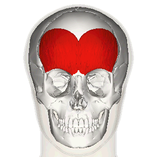 <p>Draws back scalp, wrinkles forehead, raises eyebrows</p>