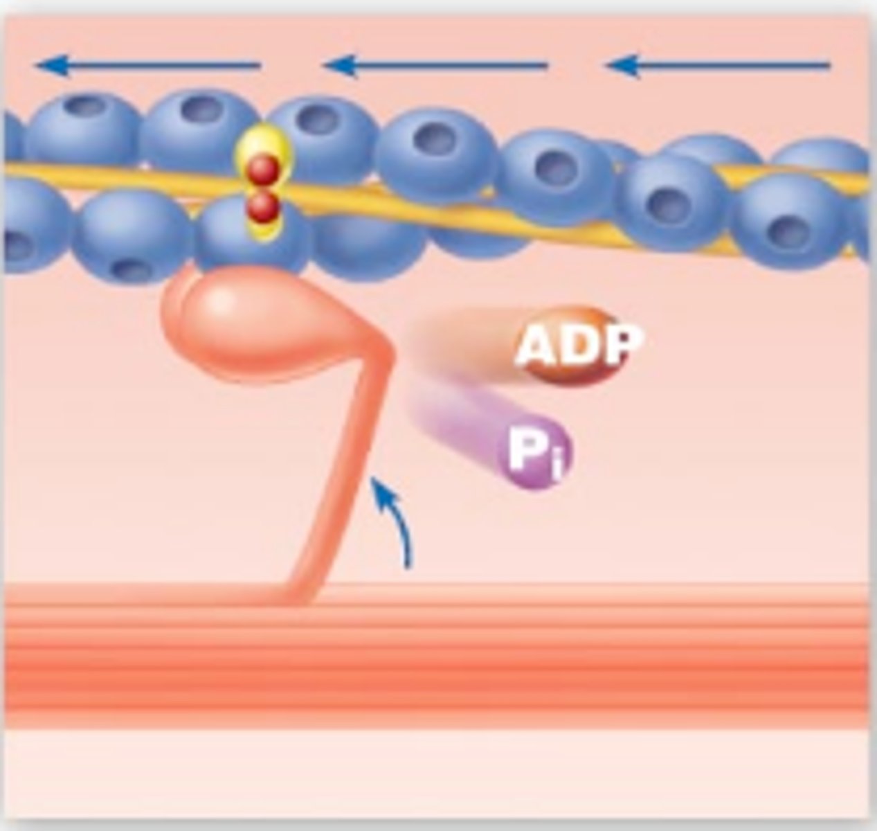 <p>Myosin head pivots and pulls actin toward M line</p>