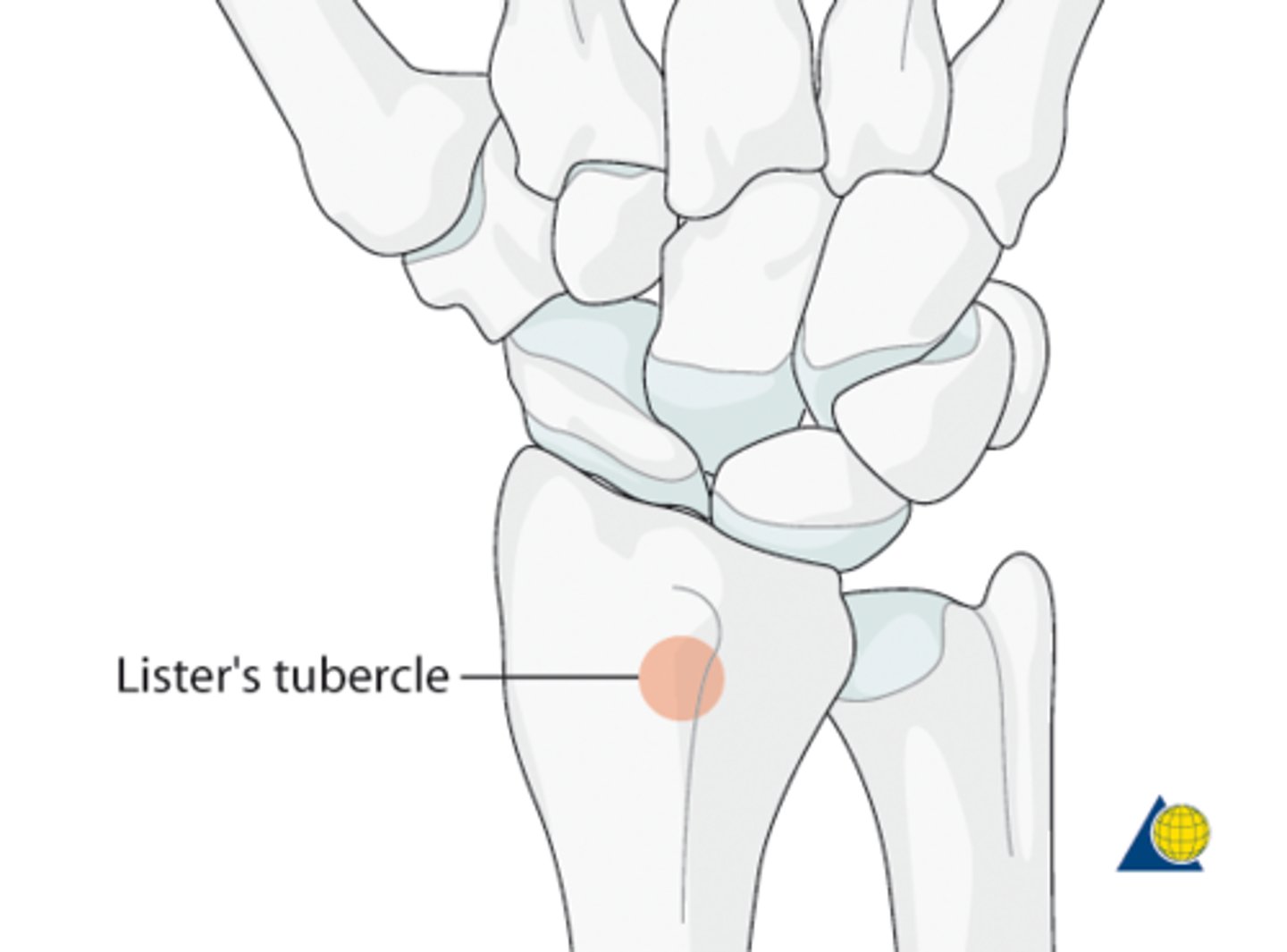 <p>Bony landmark marking the separation</p><p>between the wrist extensor tendons</p><p>(ECRB/L) and the long thumb extensor</p><p>(EPL)</p><p>- Also acts as a pulley for the extensor pollicis</p><p>longus (EPL) tendon</p>