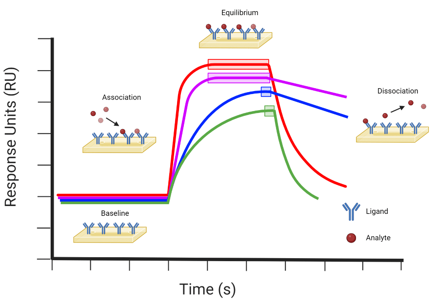 <ul><li><p><strong>Red:</strong> fast association, fast dissociation → transient binding.</p></li><li><p><strong>Purple:</strong> fast association, slow dissociation → strong/stable binding.</p></li><li><p><strong>Blue:</strong> slow association, slow dissociation → gradual, stable binding.</p></li><li><p><strong>Green:</strong> slow association, fast dissociation → weak, transient binding.</p></li></ul><p></p>
