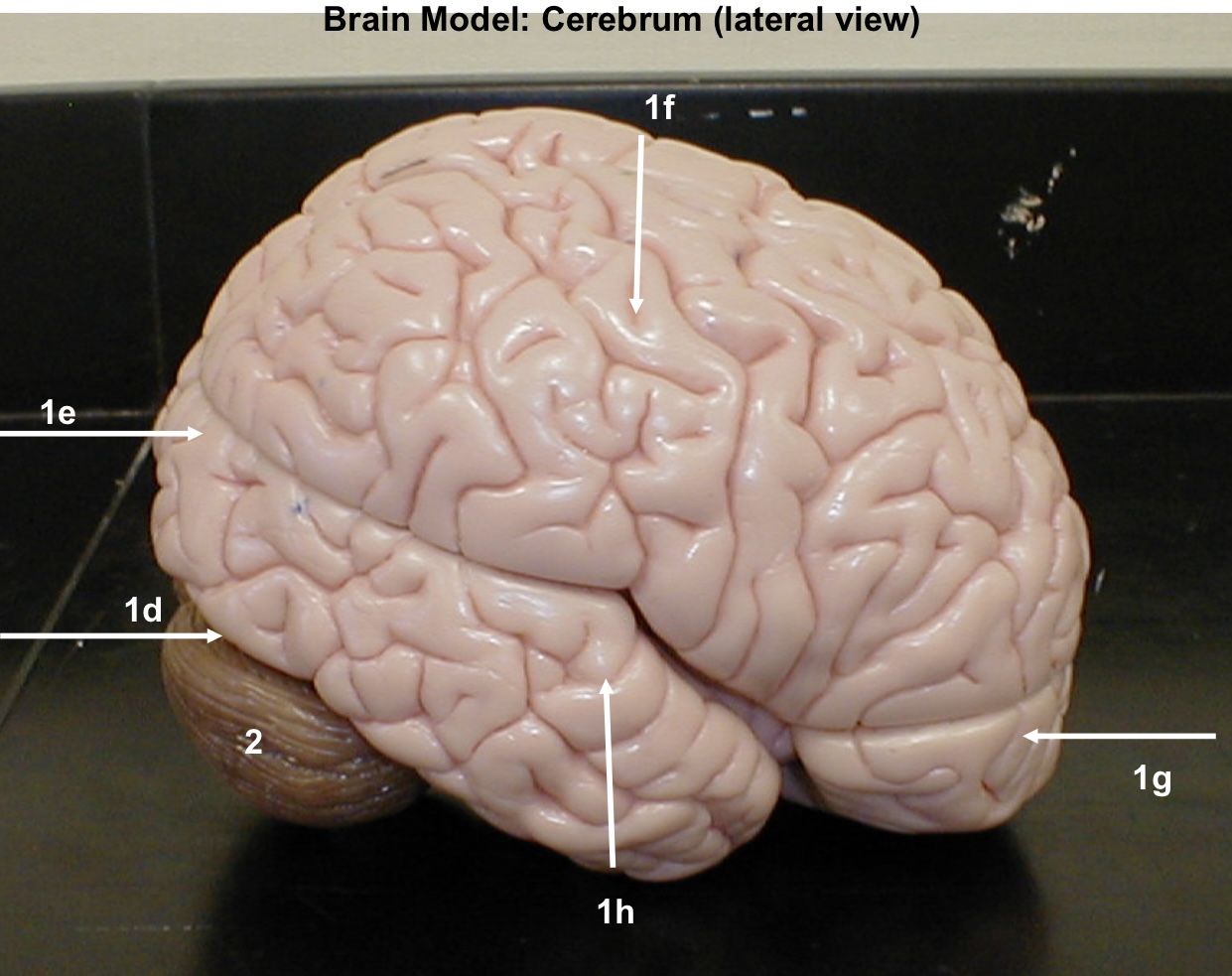 <p>1f</p>