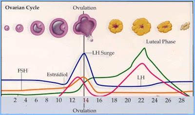 <p>luteinizing Hormone (LH) </p>