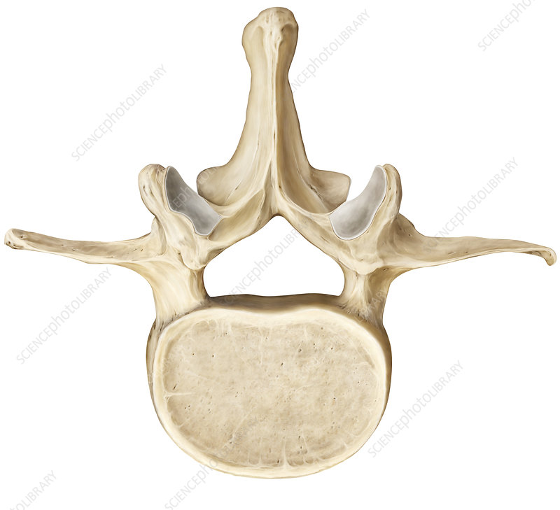 <p>5 total (L 1 - L 5), vertebrae with strongly built components for weight bearing</p>