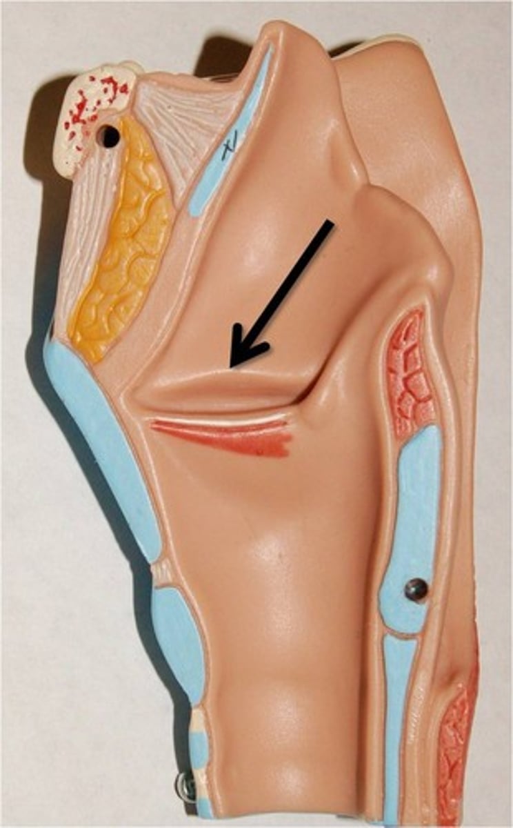 <p>false vocal cord</p>