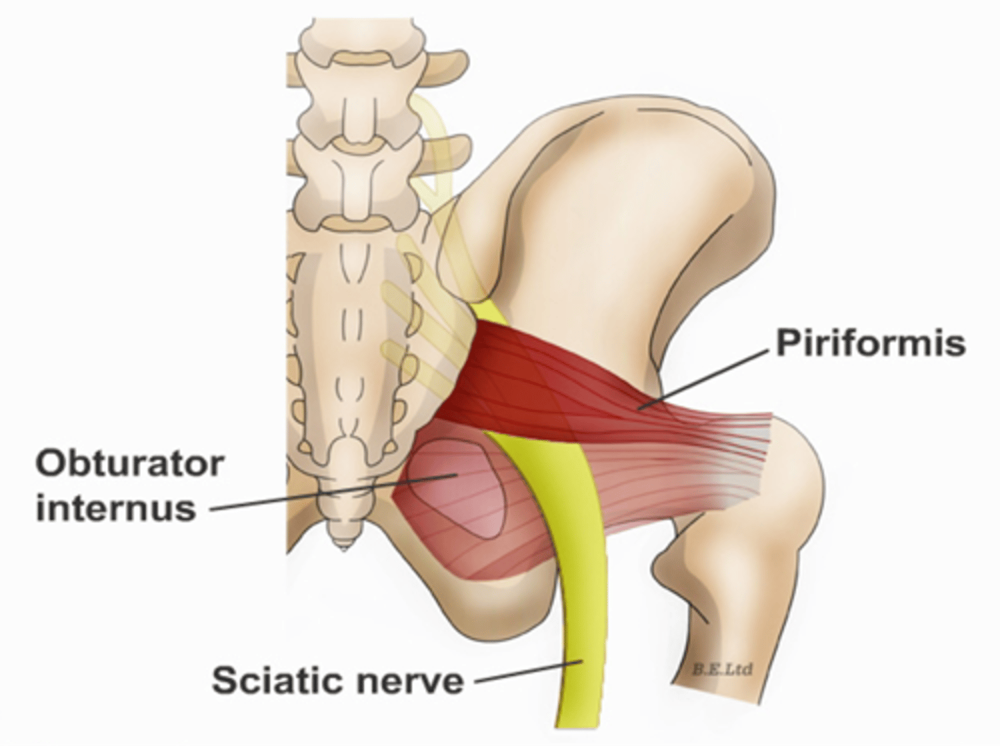 <p>Obturator internus muscles line the ___ walls of the true pelvis</p>