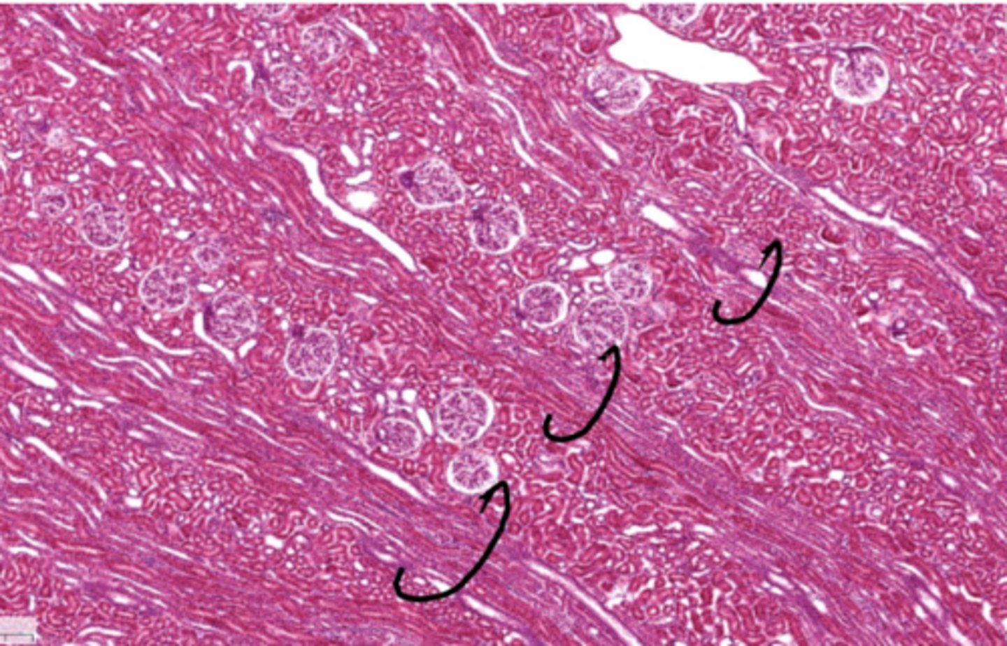 <p>The circled structures are the centers of the</p>