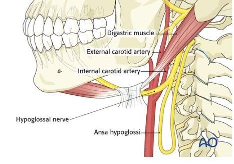 <p><span style="background-color: transparent;"><span>Innervated by (the one malapit sa mandible, i think hypoglossal nerve ang tinutukoy)</span></span></p>