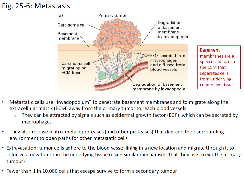 <p><strong>Invadopodia Formation</strong><br> Metastatic cells form <strong>invadopodia</strong> to <strong>penetrate basement membranes</strong> and migrate along the <strong>extracellular matrix (ECM)</strong> away from the primary tumor</p><p><strong>Chemotactic Attraction</strong><br> Cells can be attracted by signals such as <strong>epidermal growth factor (EGF)</strong>, sometimes secreted by <strong>macrophages</strong></p><p><strong>Matrix Degradation</strong><br> Metastatic cells release <strong>matrix metalloproteases (MMPs)</strong> and other proteases to <strong>degrade the ECM</strong>, creating paths for themselves and other tumor cells</p><p><strong>Extravasation</strong><br> Tumor cells <strong>adhere to blood vessel linings</strong> in a new location and <strong>migrate through the vessel wall</strong> to colonize underlying tissue<br>  Uses similar mechanisms as <strong>invasion of the primary tumor</strong></p><p><strong>Survival Rate</strong><br> Fewer than <strong>1 in 10,000 cells</strong> that escape survive to form a <strong>secondary tumor</strong></p><p><strong>Basement Membranes</strong><br> Specialized <strong>ECM structures</strong> that <strong>separate cells from underlying connective tissue</strong></p>