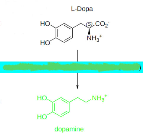 <p>L-DOPA —> dopamine by what enzyme?</p>